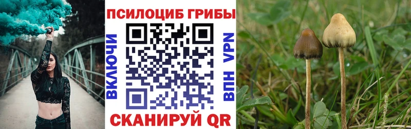 Псилоцибиновые грибы Psilocybe где продают Володарск